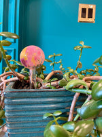 Bola de riego de plantas multicolor